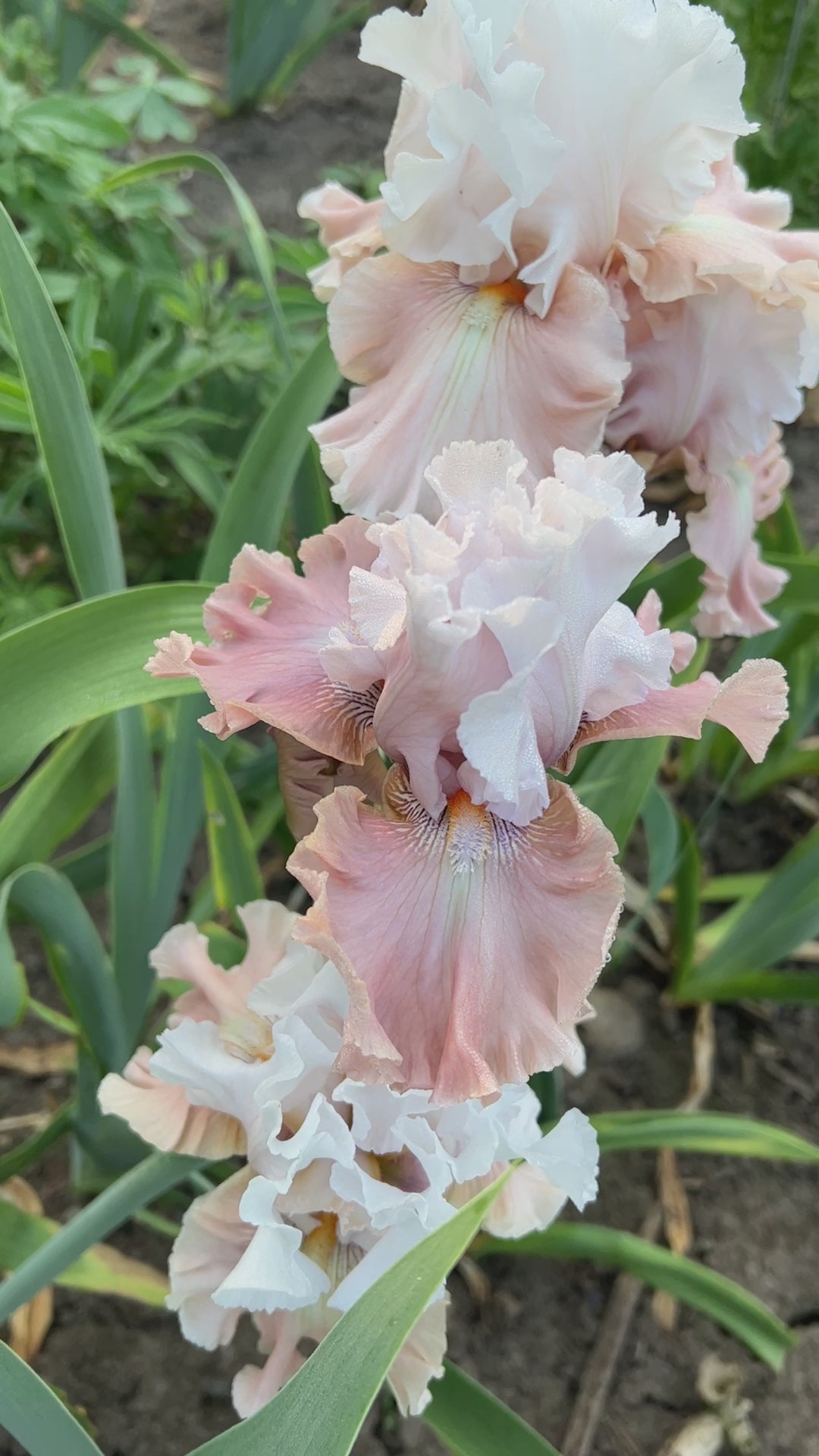Cut to Order | Tall Bearded Iris – Schreiner's Gardens