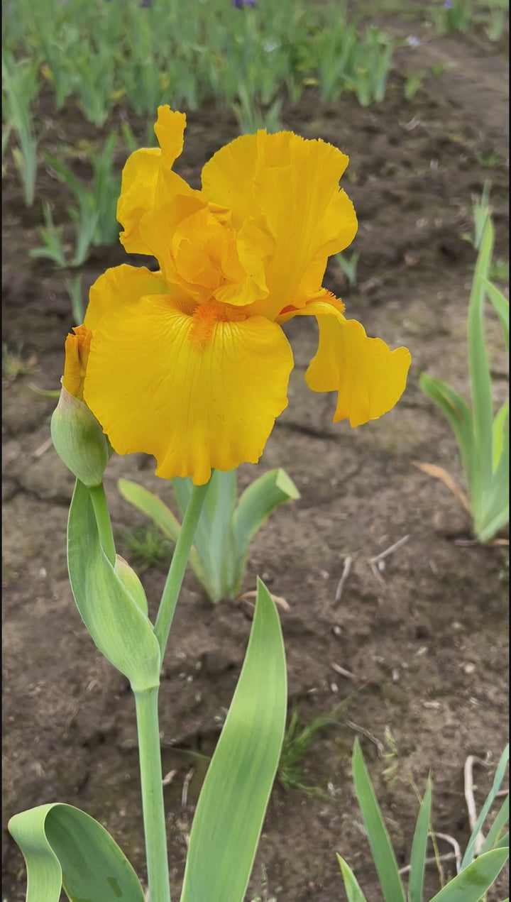 Here Comes the Sun | Tall Bearded Iris – Schreiner's Gardens