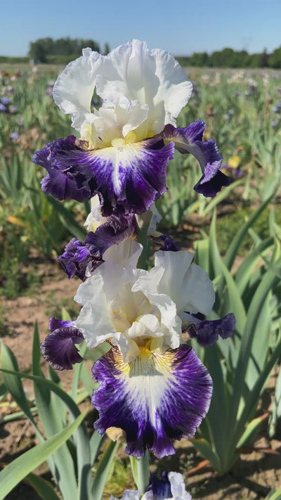 Seawash | Tall Bearded – Schreiner's Gardens