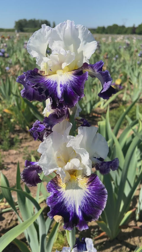 Seawash | Tall Bearded – Schreiner's Gardens
