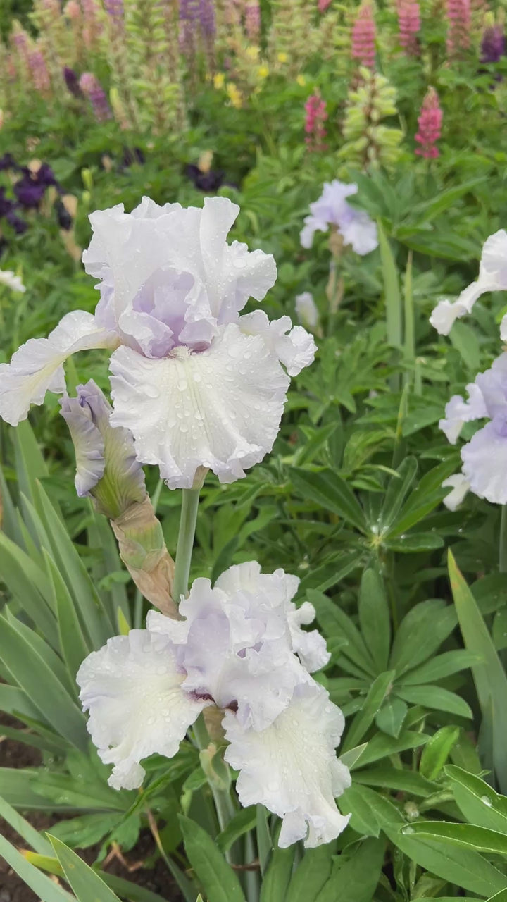Silverado | Tall Bearded Iris – Schreiner's Gardens