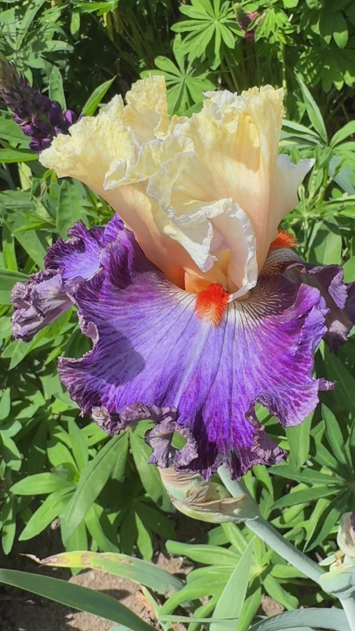 Caribbean Soul – Schreiner's Gardens