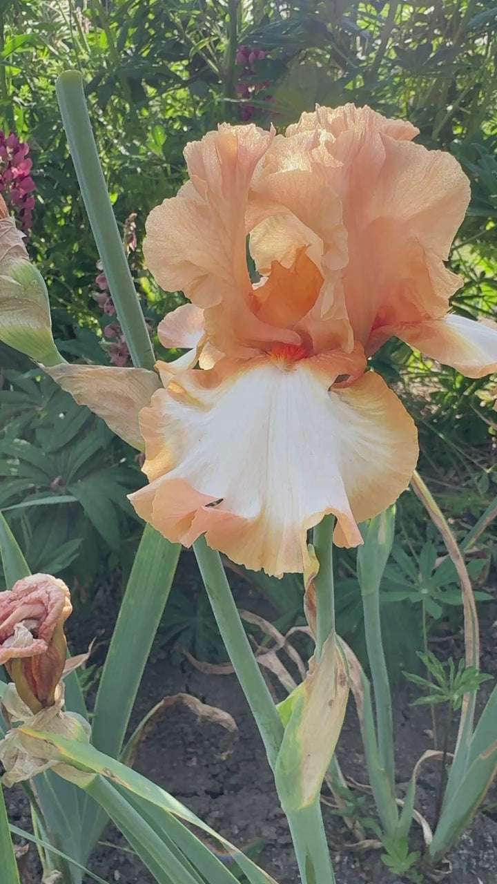 Orange Titan | Tall Bearded Iris – Schreiner's Gardens