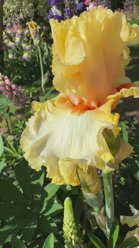 Mimosa | Tall Bearded Iris – Schreiner's Gardens