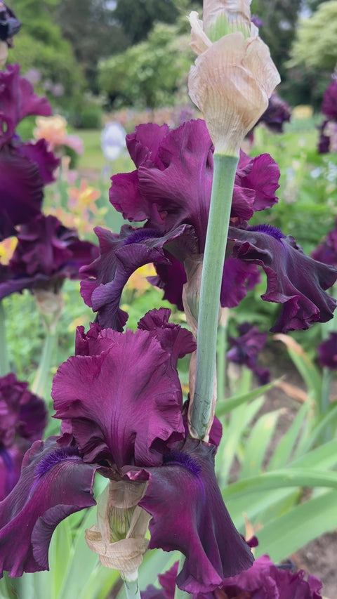 Devil's Punchbowl | Tall Bearded Iris – Schreiner's Gardens