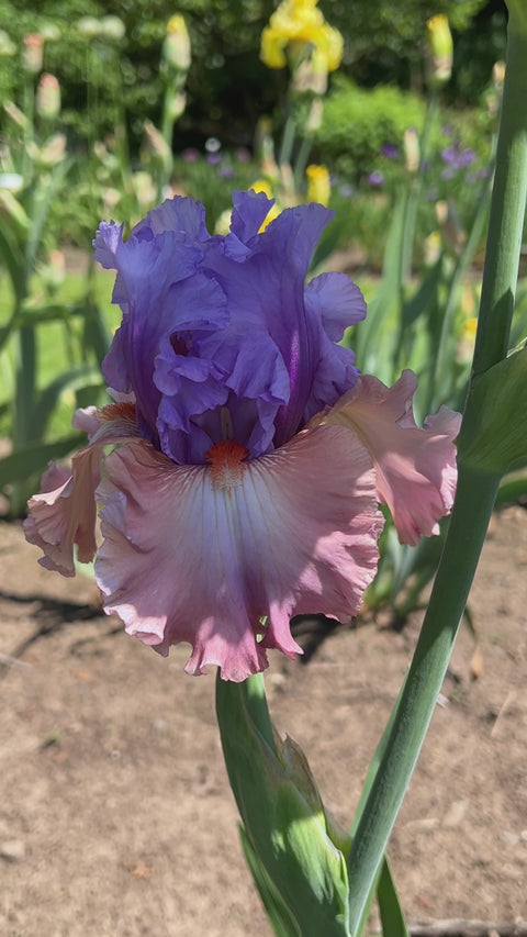 Noticeable – Schreiner's Gardens