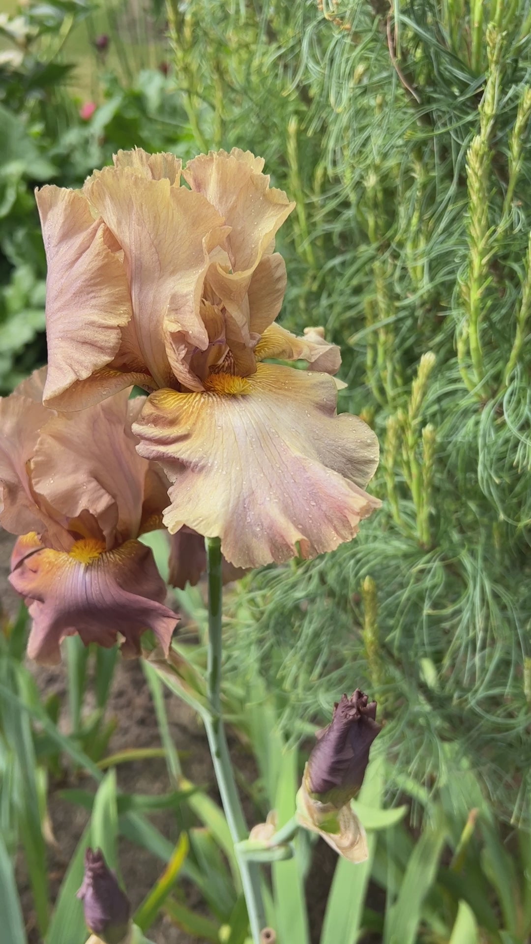 Downtown Brown | Tall Bearded Iris – Schreiner's Gardens