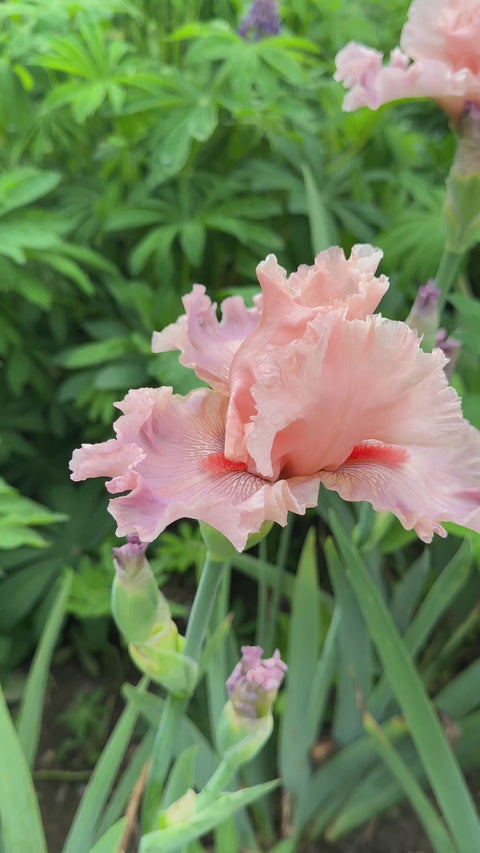 Sweet Kisses | Tall Bearded Iris – Schreiner's Gardens