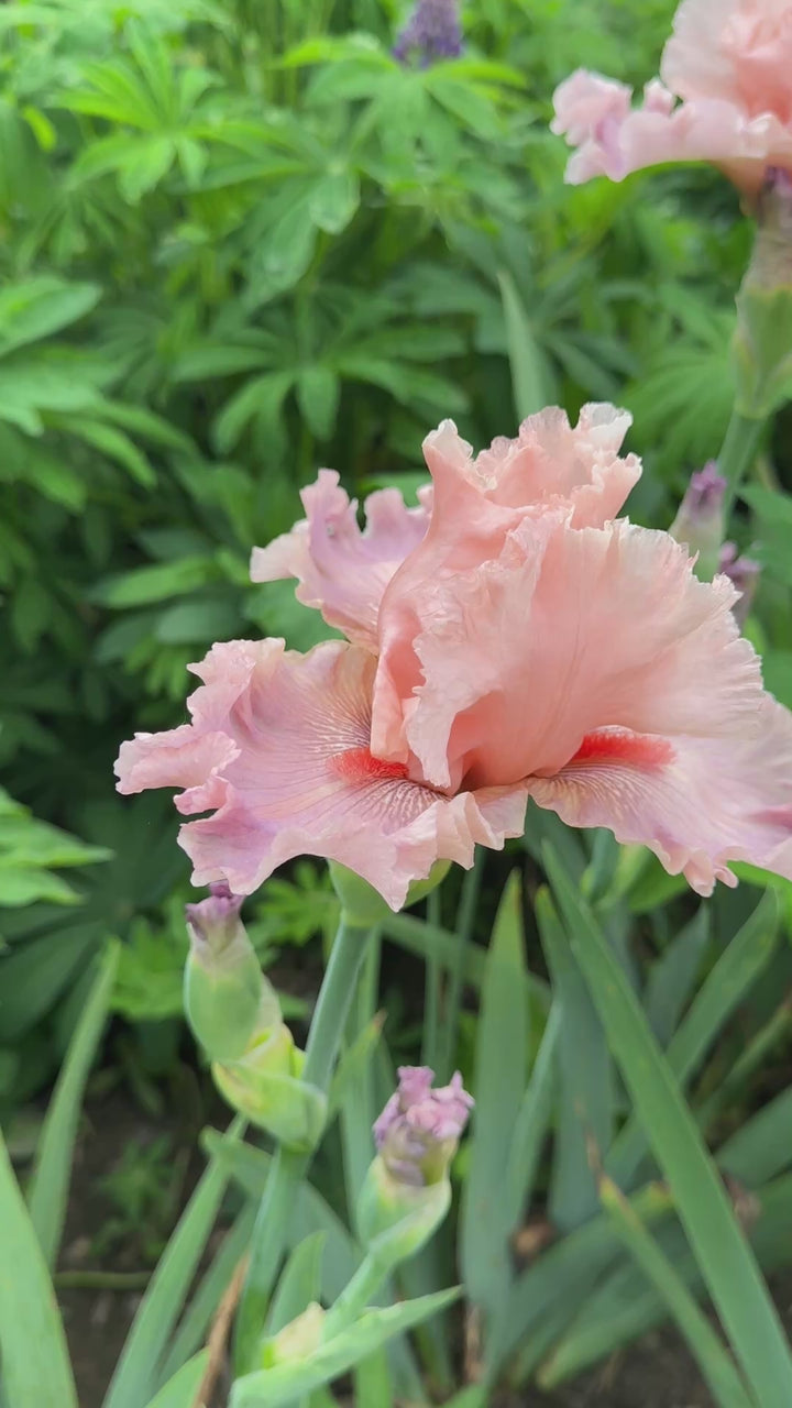 Sweet Kisses | Tall Bearded Iris – Schreiner's Gardens