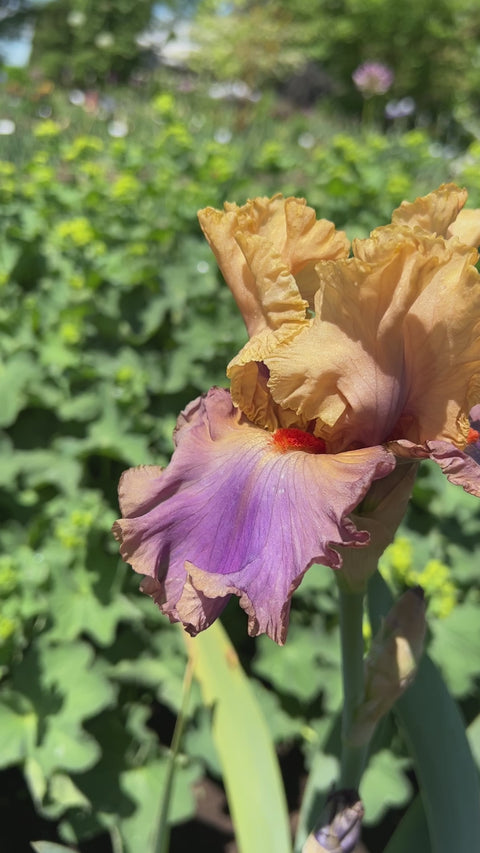 Air of Mystery | Tall Bearded Iris – Schreiner's Gardens
