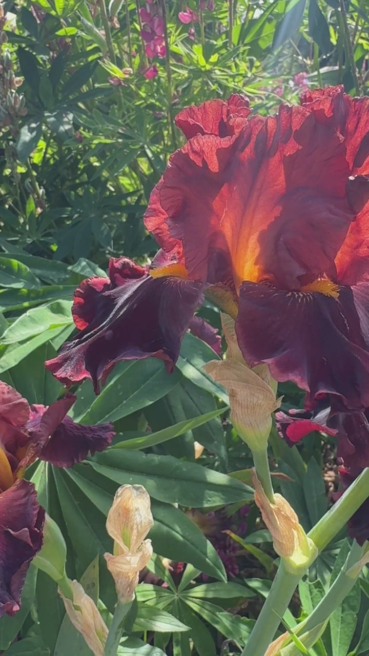 Valentino | Tall Bearded Iris – Schreiner's Gardens