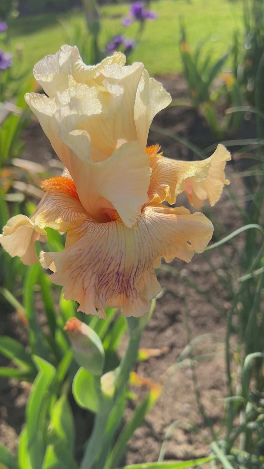 Fancy Footwork | Tall Bearded Iris – Schreiner's Gardens