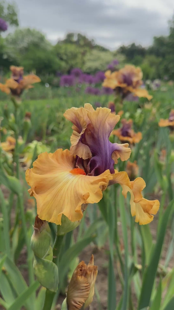 Color Capers | Tall Bearded Iris – Schreiner's Gardens