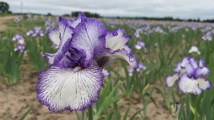 ACTUS Spira TARO イージーカーテン 142cmx135cm Autumn Circus | Tall Bearded Iris – Schreiner's Gardens