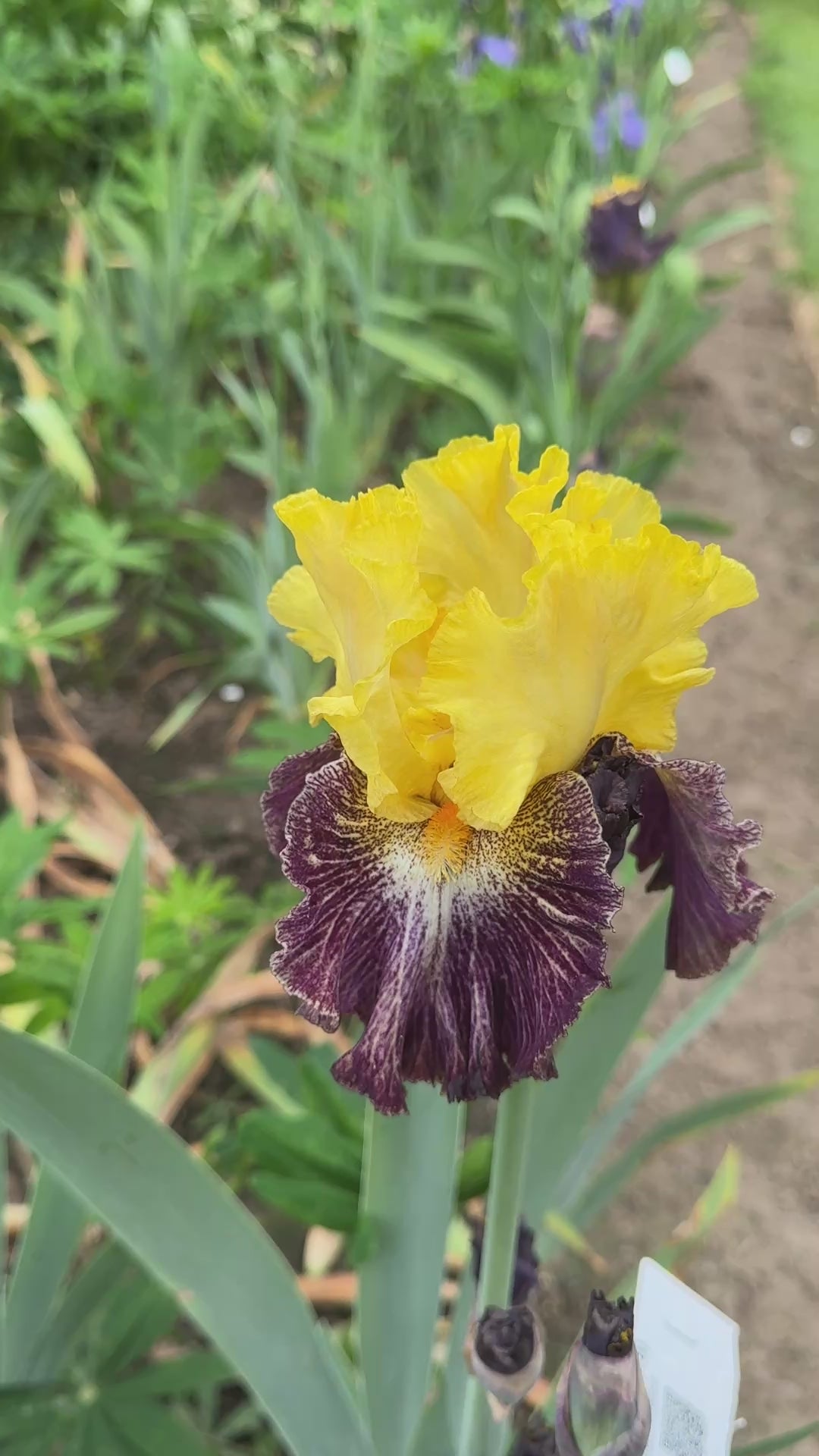 6`61/2 薄紫ティント ツイン ミッドレングス Mendacity | Tall Bearded Iris – Schreiner's Gardens