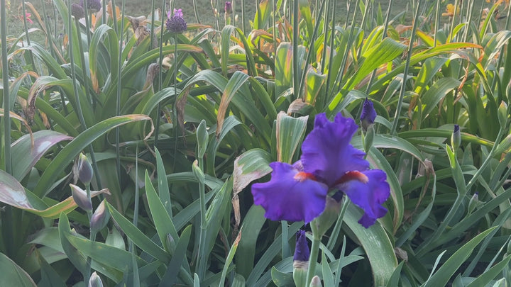 Hole In One | Tall Bearded Iris – Schreiner's Gardens