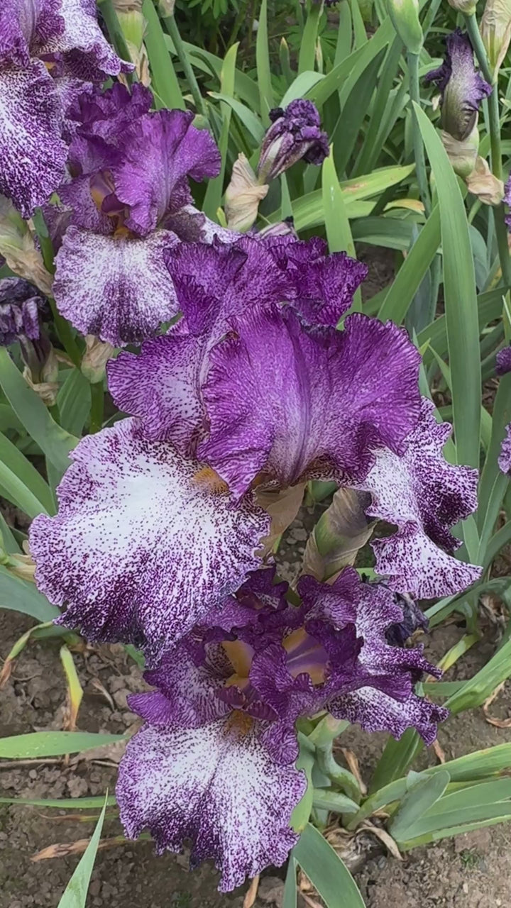 フラワーカービング祭り♡ラスト♡ブルーオニキスのフラワーカービング②希少石集め Autumn Explosion | Tall Bearded Iris – Schreiner's Gardens
