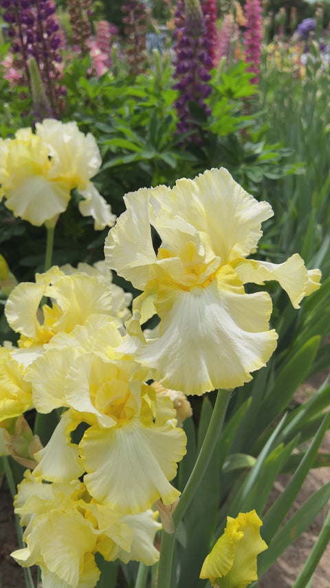 Total Recall | Tall Bearded Iris – Schreiner's Gardens