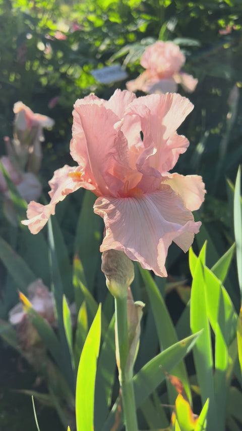 Pink Attraction | Tall Bearded Iris – Schreiner's Gardens