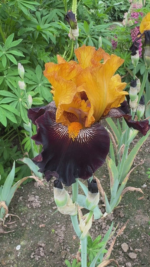 Rise Like A Phoenix – Schreiner's Gardens