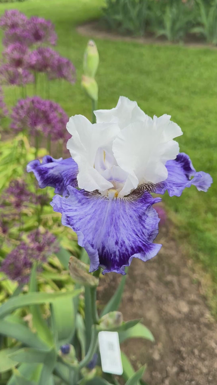 Tillamook Bay | Tall Bearded Iris – Schreiner's Gardens