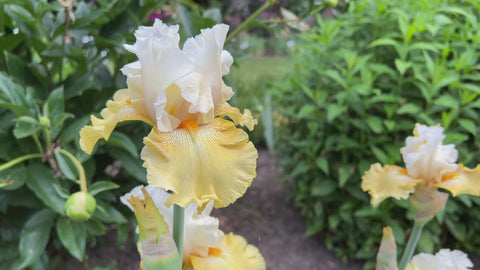 ロンドンナイト、ロカビリーナイト　関連フライヤーセット、ミロスガレージ　希少 Kissed by the Sun | Tall Bearded Iris – Schreiner's Gardens