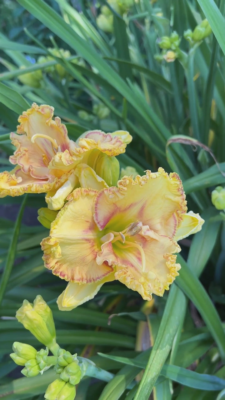 Buntyn's Hot Diggity Dog | Spring Daylily Catalog – Schreiner's