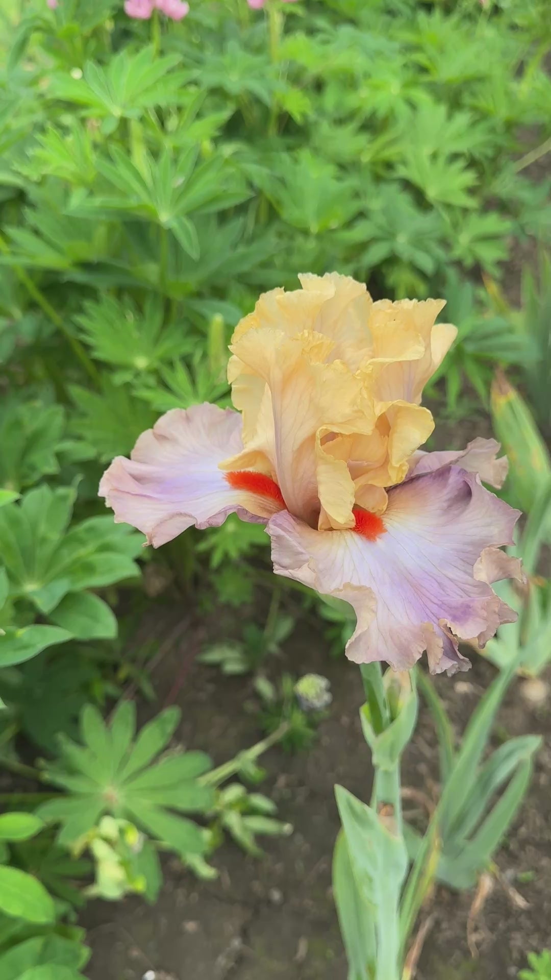 Island Time – Schreiner's Gardens