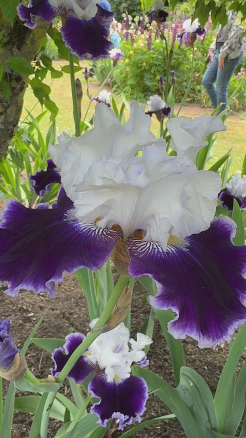 Local Ocean – Schreiner's Gardens