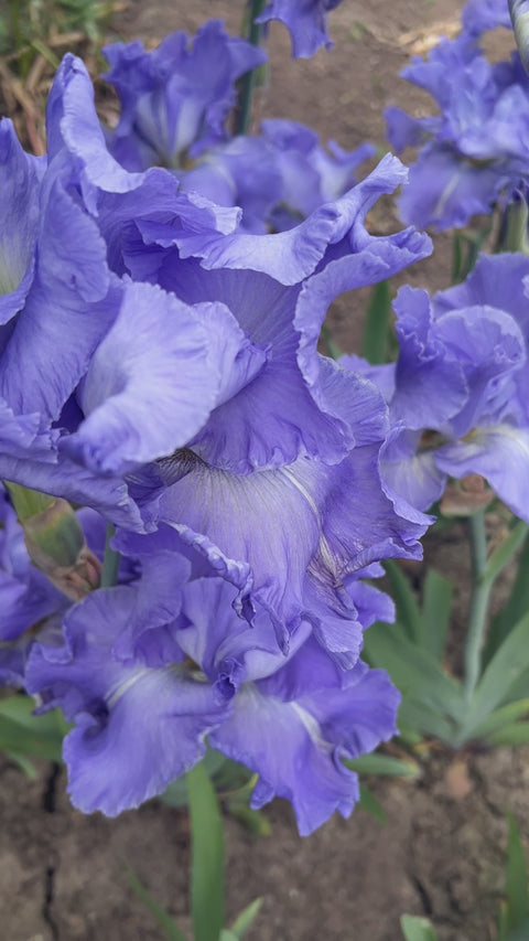Downstream | Tall Bearded Iris – Schreiner's Gardens