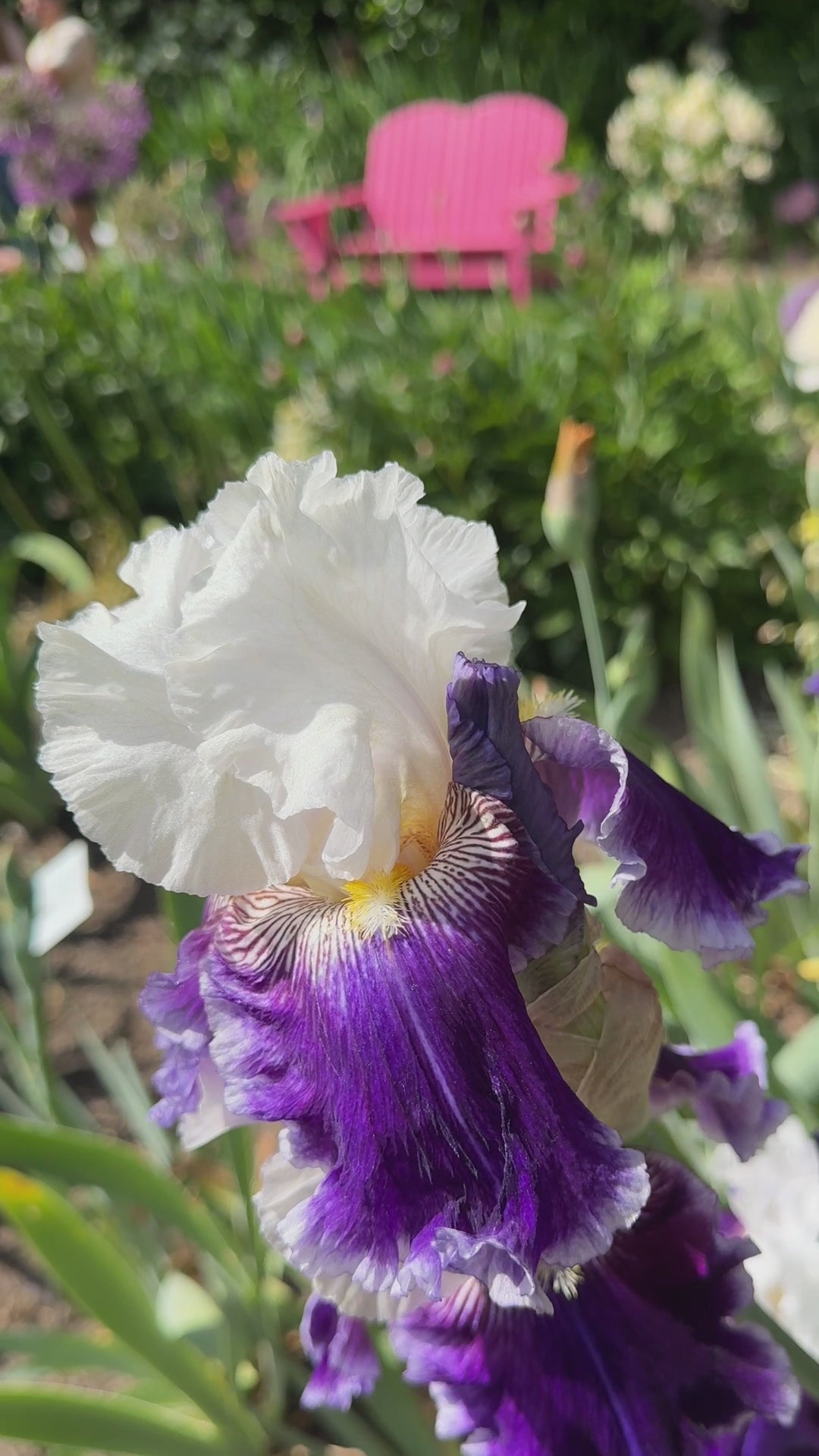 Just The Ticket | Tall Bearded Iris – Schreiner's Gardens