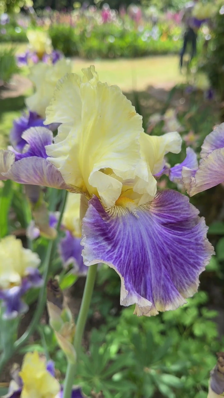 Dig In - Bonus | Tall Bearded Iris – Schreiner's Gardens