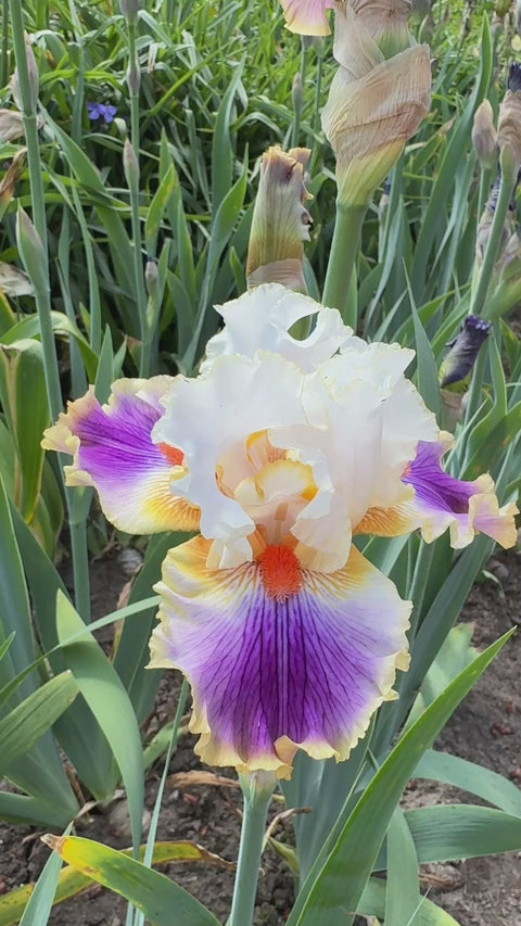 Having A Party – Schreiner's Gardens