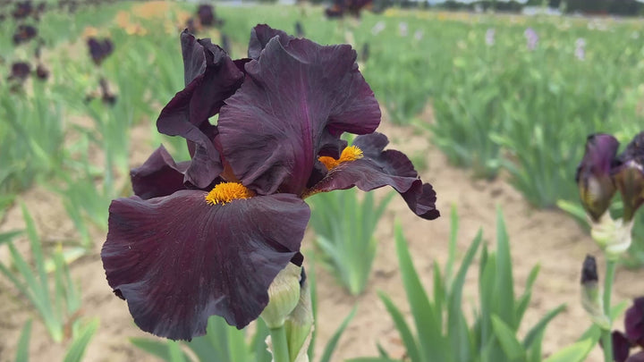 Awakening Embers | Tall Bearded Iris – Schreiner's Gardens