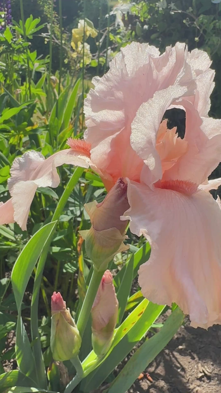 Angel's Rest | Tall Bearded Iris – Schreiner's Gardens