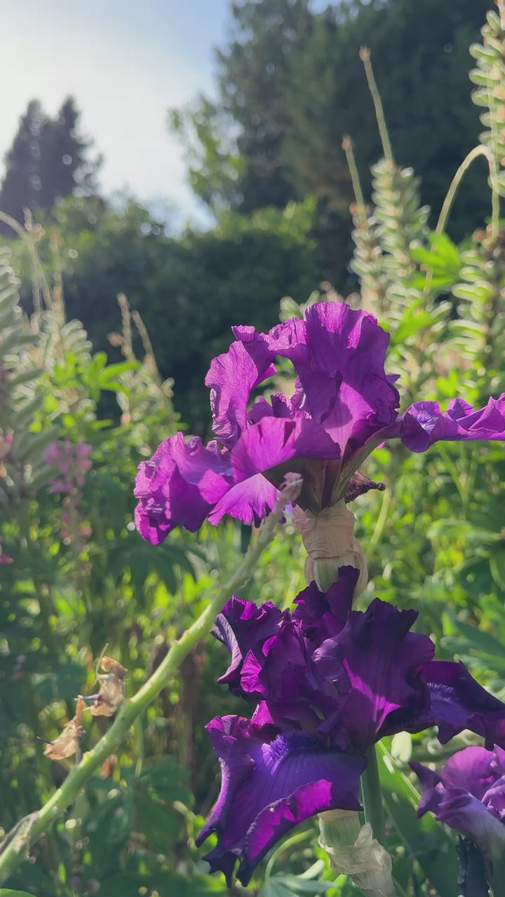 Swingtown | Tall Bearded Iris – Schreiner's Gardens