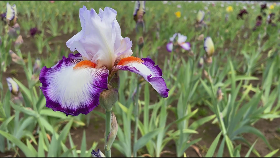 Triple Take | Tall Bearded Iris – Schreiner's Gardens