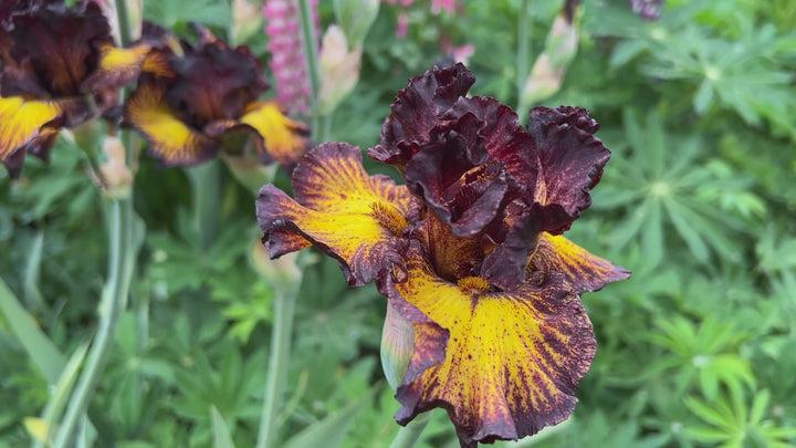 Tuscan Summer | Tall Bearded Iris – Schreiner's Gardens