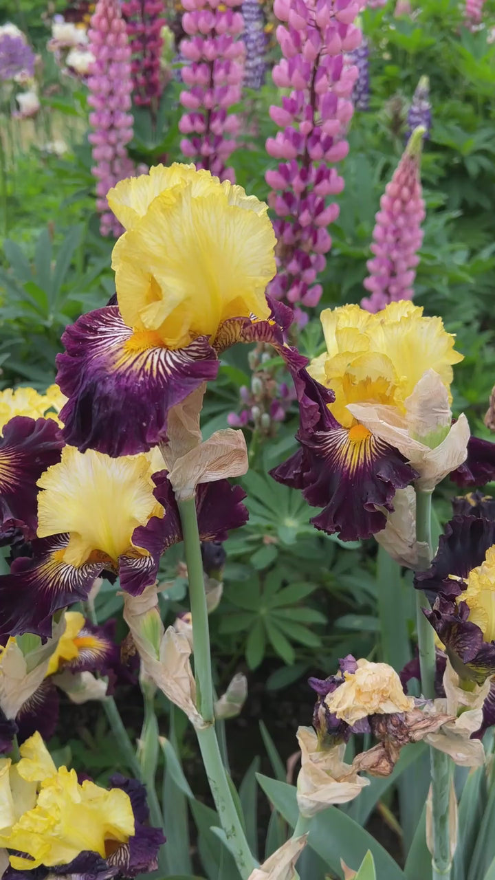 Reckless Abandon | Tall Bearded Iris – Schreiner's Gardens