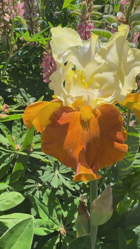 Fall Fiesta | Tall Bearded Iris – Schreiner's Gardens