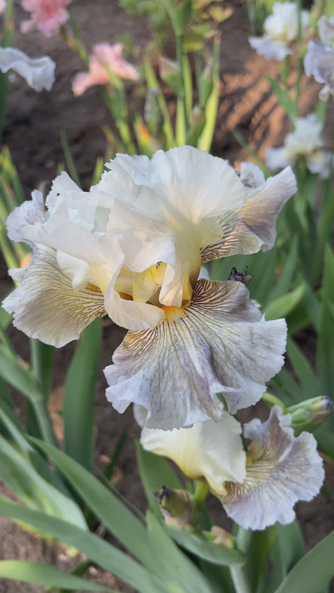 Ciel Gris Sur Poilly | Tall Bearded Iris – Schreiner's Gardens