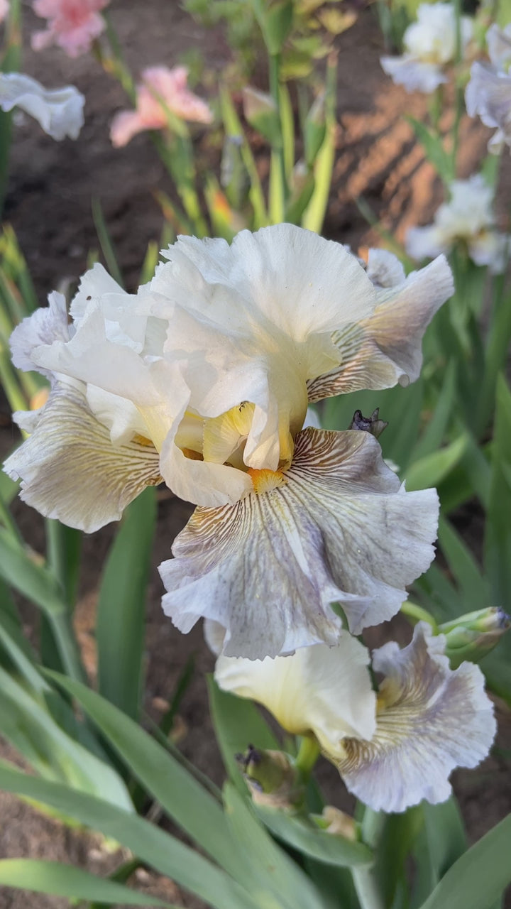 Ciel Gris Sur Poilly | Tall Bearded Iris – Schreiner's Gardens