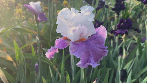 Best Foot Forward | Tall Bearded Iris – Schreiner's Gardens