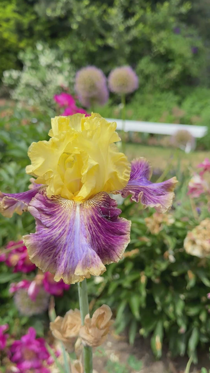 Creola – Schreiner's Gardens