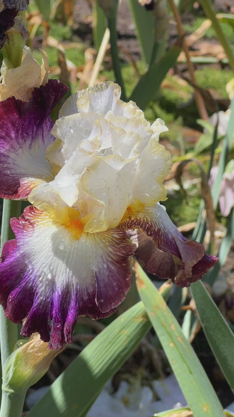 Edge of Heaven – Schreiner's Gardens