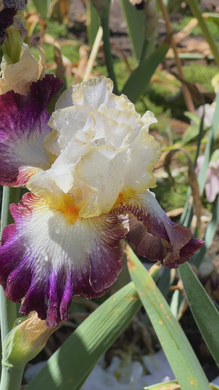 Edge of Heaven – Schreiner's Gardens