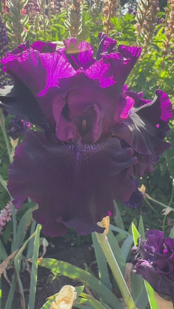 Birbira/フラワーベース（hunter MS）12cm Badlands | Tall Bearded Iris – Schreiner's Gardens