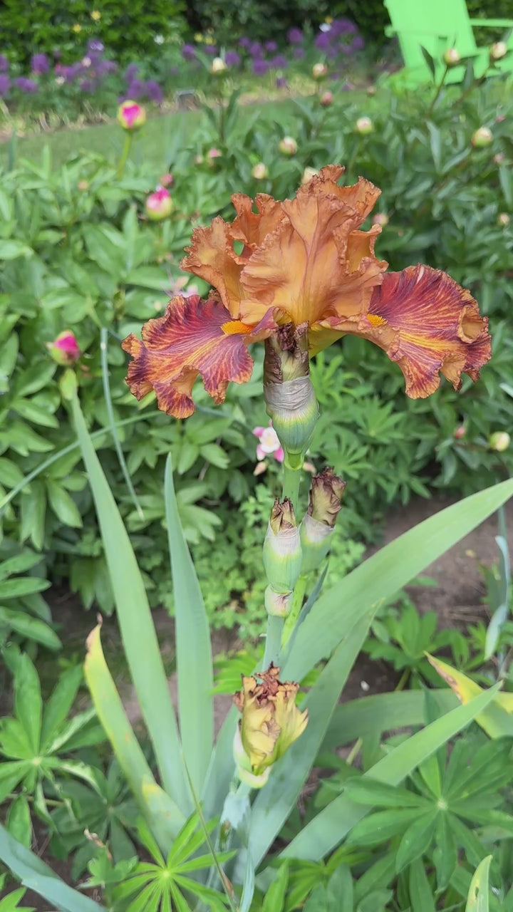 Side Line | Tall Bearded Iris – Schreiner's Gardens