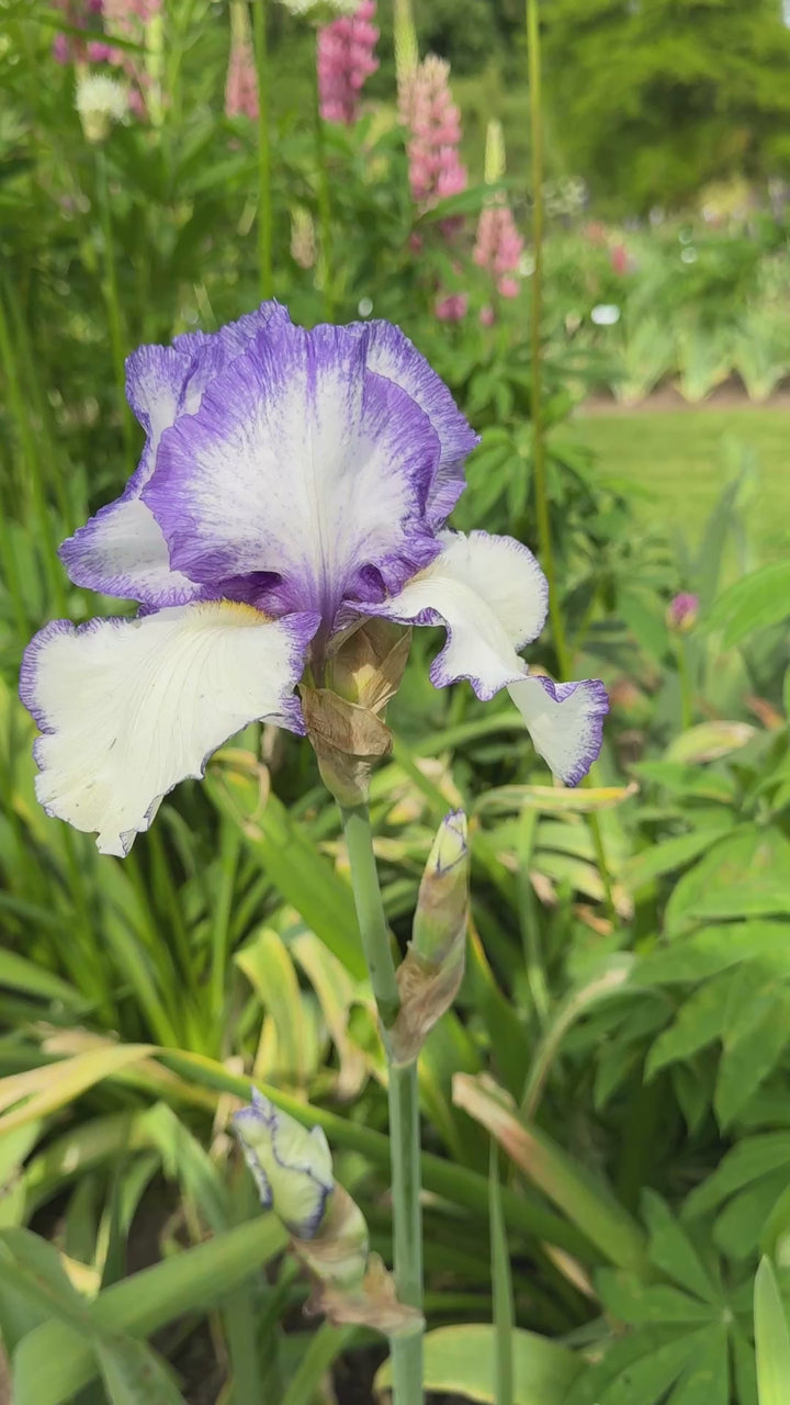 Presby's Crown Jewel | Tall Bearded Iris – Schreiner's Gardens