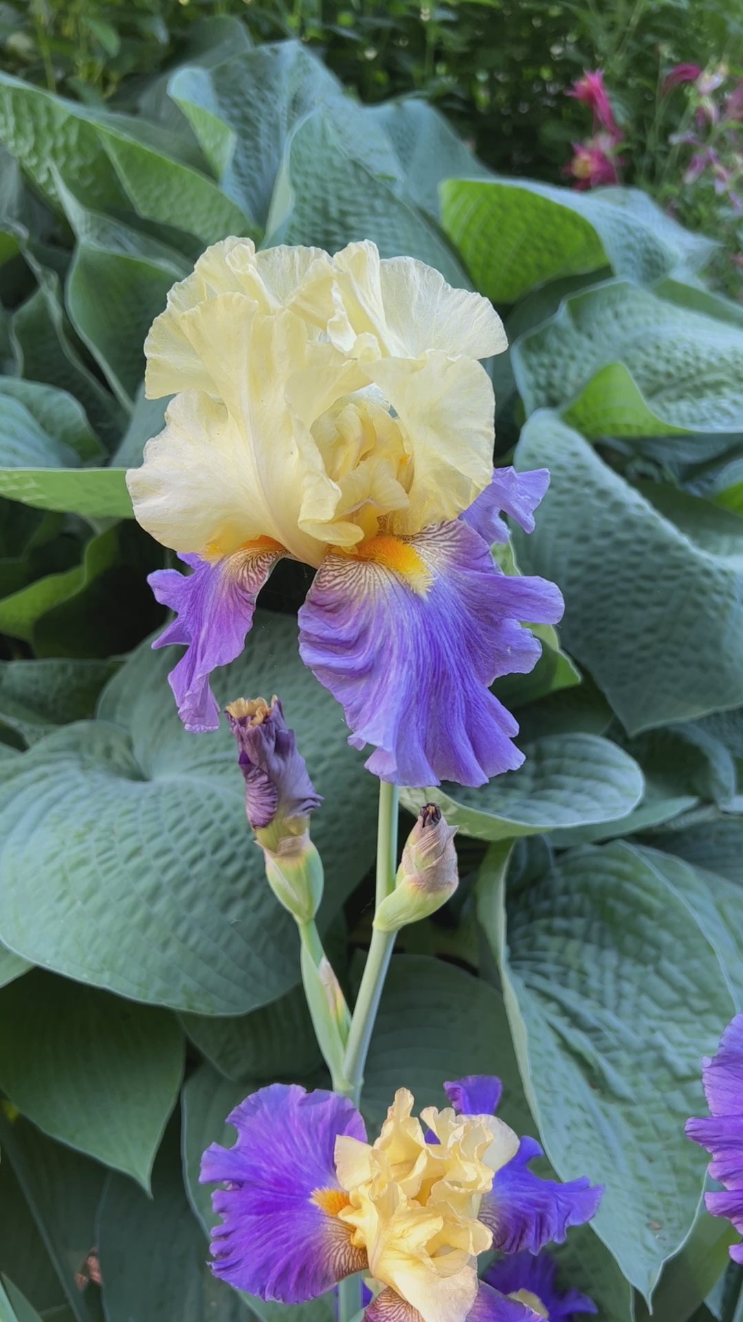 Island Hop | Tall Bearded Iris – Schreiner's Gardens